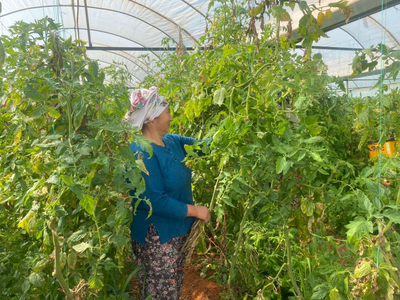 Köyceğiz’de Sel Felaketi Seraları Vurdu: Üretici Zorlandı, Fiyatlar Artışta 4